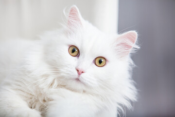  Close-up portrait of a white cat