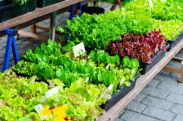 Lettuce seedlings for sale in the market
