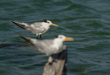 Selective focus of Greater Crested Tern on back at Busaiteen coast, Bahrain