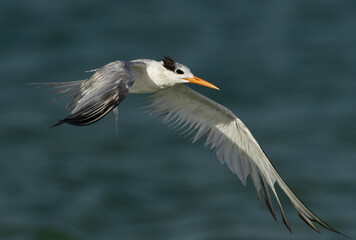 Greater Crested Tern flying at Busaiteen coast, Bahrain