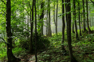 Obraz na płótnie Canvas Bieszczadzki las 