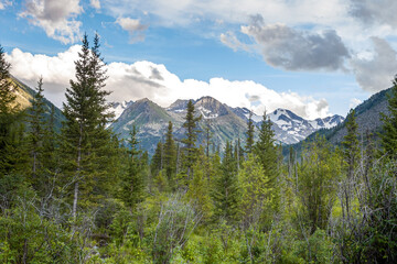 Landscape.Coniferous trees on the background of mountains