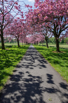 Straight tarmac footpath with overhead Pink Cherry Blossom casting shadows on it with grass verges in springtime, Stray Rein, Harrogate, North Yorkshire, England, UK.