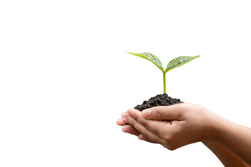 hand holding young plant isolate on white background with the clipping path.