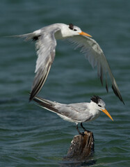 Greater Crested Terns at Busaiteen coast, Bahrain