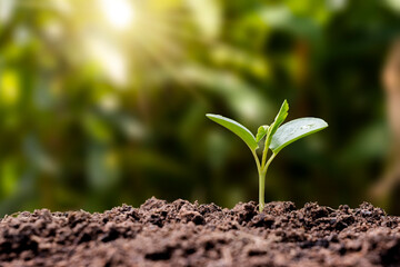 The seedlings grow from fertile soil and the morning sun shines. Ecology and ecological balance...