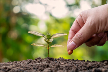 hands are planting seeds in soil and plant growth and planting by hand in plant growth concept and fertile environment