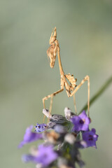empusa penata