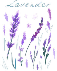 set of lavender and leaves