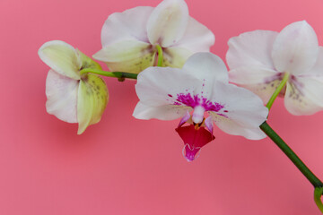 Fototapeta na wymiar Branch of orchid phalaenopsis on pastel pink background. Top view