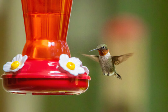 Colorful Male Ruby Throated Hummingbird at Feeder