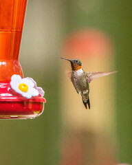 Obraz premium Colorful Male Ruby Throated Hummingbird at Feeder