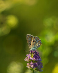 butterfly on a flower