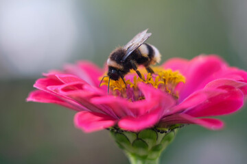 A beautiful flower and a bumblebee that spray the plant. Bright composition of a flower and a bumblebee.