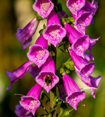 pink, purple foxglove with bee collecting nectar. Blurred background 