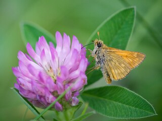 Butterfly sitting on a flower on a summer meadow.