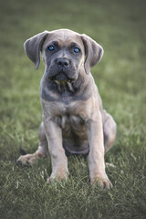 The Cane Corso puppy, puppy playing with a broom.The Cane Corso  is an Italian breed of mastiff.