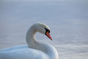Closeup of a mute swan, cygnus olor, swimming in the calm sea, on a cool early morning.