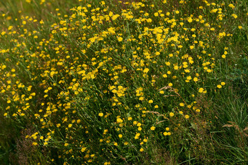 Kleinköpfiger Pippau (Crepis capillaris)	
