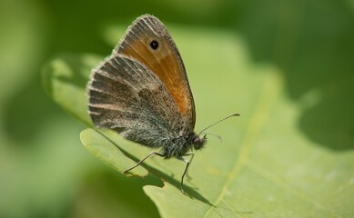 Obraz na płótnie Canvas Coenonympha pamphilus is widespread in the Palaearctic, from the British Isles through Europe to East Asia.