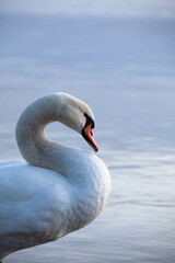 Closeup of a mute swan, cygnus olor, swimming in the calm sea, on a cool early morning.