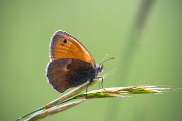 Coenonympha pamphilus is widespread in the Palaearctic, from the British Isles through Europe to East Asia.