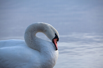 Closeup of a mute swan, cygnus olor, swimming in the calm sea, on a cool early morning.