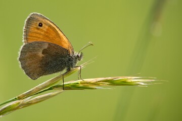 Obraz premium Coenonympha pamphilus is widespread in the Palaearctic, from the British Isles through Europe to East Asia.