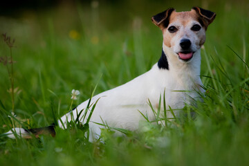 jack russell terrier on the grass