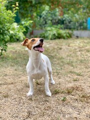 Dog jack russell terrier smooth-haired.