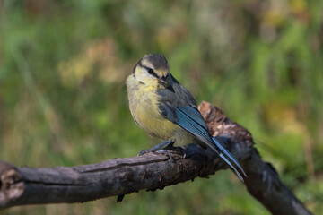 Side view of juvenile blue tit bird sitting on a dry branch with head turned right and blurred vegetation in the background