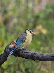 Fototapeta premium Side view of juvenile blue tit bird sitting on a dry branch facing right with blurred vegetation in the background