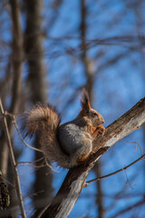 squirrel on a tree