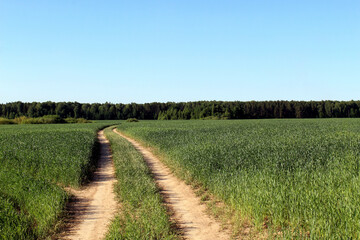 Fototapeta na wymiar Automobile dirt road runs through a green field in summer