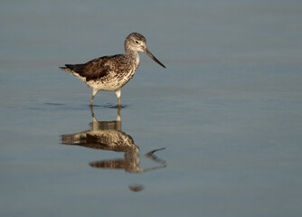 Common Greenshank at Busaiteen coast, Bahrain