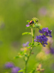 ladybird on a flower
