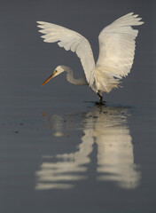 Western reef egret white morphed fishing at Busaiteen coast, Bahrain