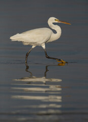 Potrait of a Western reef egret white morphed at Busaiteen coast, Bahrain