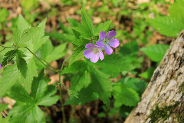 flowers in the garden