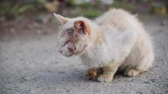 Sick lonely cat thrown into the street. The problem of abandoned animals. Skin disease in a cat.