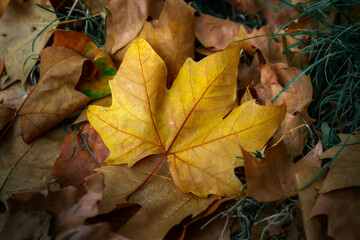 Automne -  Autumn - feuille morte - autumn leaf 