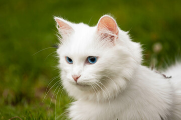 Biały kot  © Mariusz Stoszewski