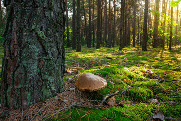 Grzyb w lesie sosnowym  © Mariusz Stoszewski