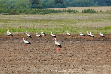 flock of storks on a plowed field in search of food