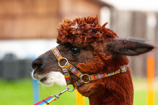 Alpaka 