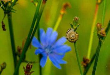 snail on leaf