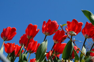 gorgeous bright red tulips against the blue sky on a sunny April day