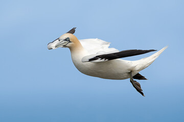 Northern Gannet (Morus bassanus) suspended by strong updraughts of wind above the chalk cliffs of Bempton