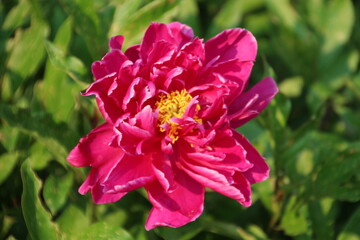 Open Peony, Banff National Park, Alberta