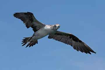 Juvenile Northern Gannet (Morus bassanus) in flight above the chalk cliffs of Bempton